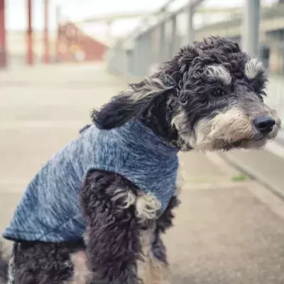Vermisster Hund wird nach Sturm Franklin wiedergefunden