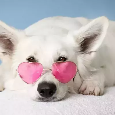 Wegen McDonald's-Sauce: Hund landet beim Tierarzt