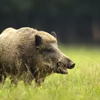 Wildschwein