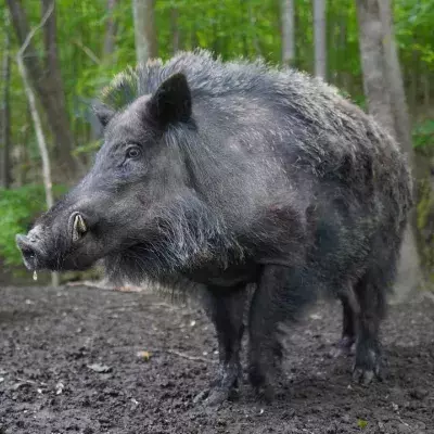 Wildschweine tauchen vermehrt in Rom auf