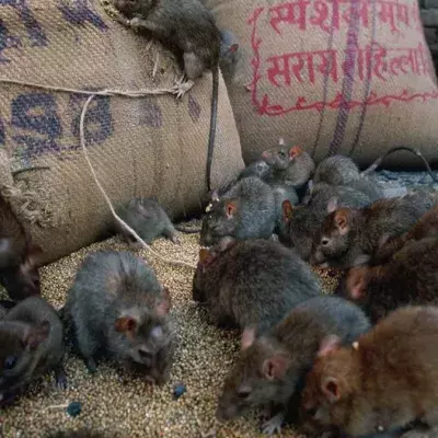 Symbolbild: Ratten im Lagerhaus
