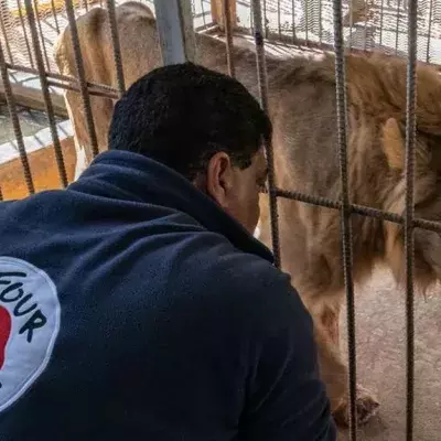 Tierarzt und Leiter der Notfallmission, Amir Khalil, mit einem der ausgehungerten Löwen