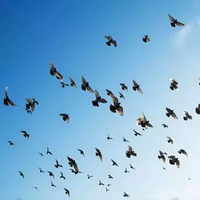 Tiere passen sich an den Klimawandel an