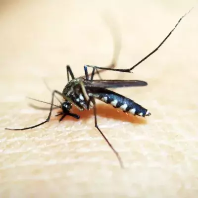 Beim Skeeter-Syndrom handelt es sich um eine Allergie auf Mückenstiche