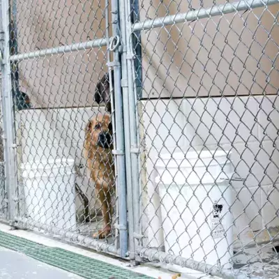 Besuch im Tierheim: Das musst du wissen, bevor du ein Haustier adoptieren kannst