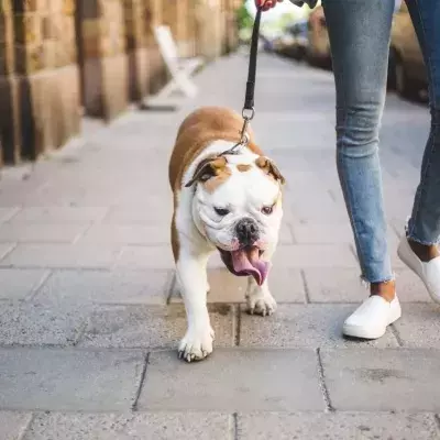 Darum solltest du nicht jeden Tag mit deinem Hund Gassi gehen