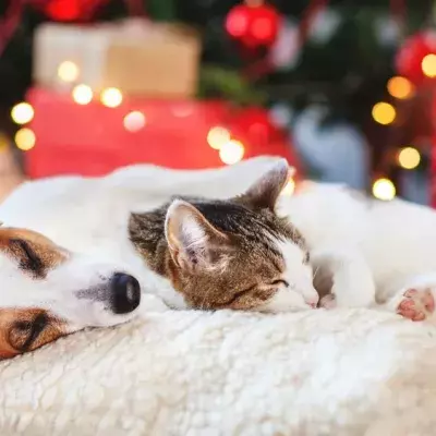 Gefahren zu Weihnachten: So bleiben Hund, Katze und Co. in Sicherheit