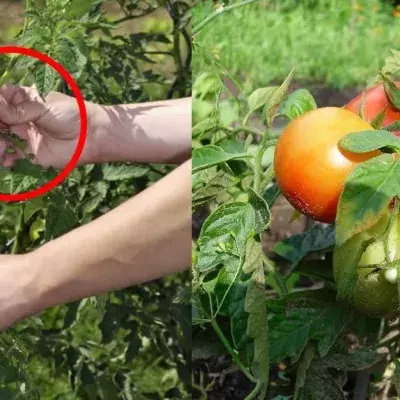 Tomaten ausgeizen: Wie funktioniert das?