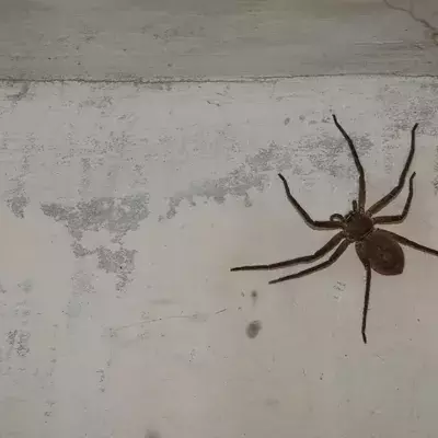 Die Hauswinkelspinne ist wieder auf dem Vormarsch