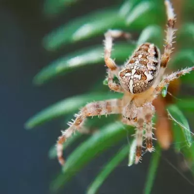 Eine Spinne sitzt auf einer Kiefernnadel