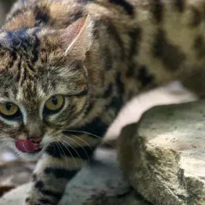 Gefährlichste Katze der Welt