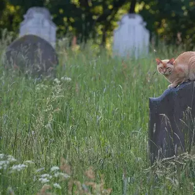 Katze auf Friedhof