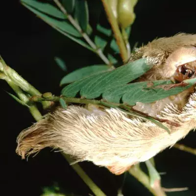 Katzenraupe