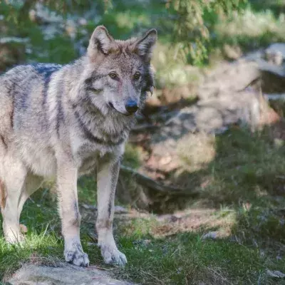 Mit diesen Tipps überlebst du einen Wolfsangriff