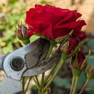 Rosen: Im Frühjahr den Grundstein legen