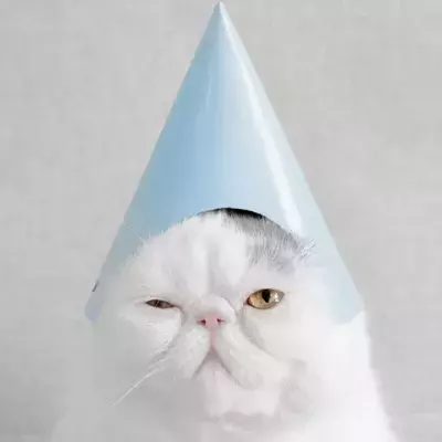 Unbedingt vermeiden: Wenn du das tust, schadest du deiner Katze