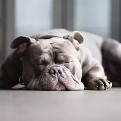 Was die Schlafposition deines Hundes über seine Stimmung aussagt