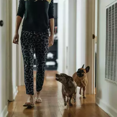 Was tun, wenn dir dein Hund in der Wohnung überallhin folgt