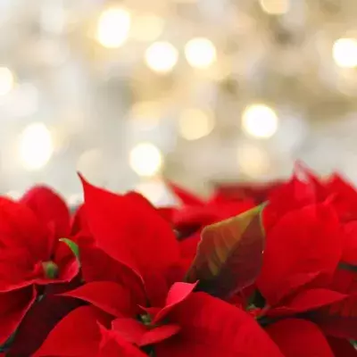 Weihnachtsstern: Mit dieser Pflege bleibt er schön - nicht nur an Weihnachten