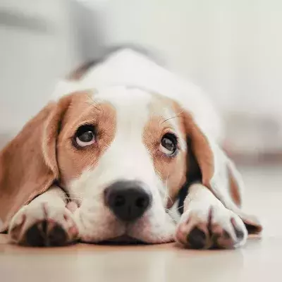 Wie kommt es, dass uns der Hundeblick weich macht?