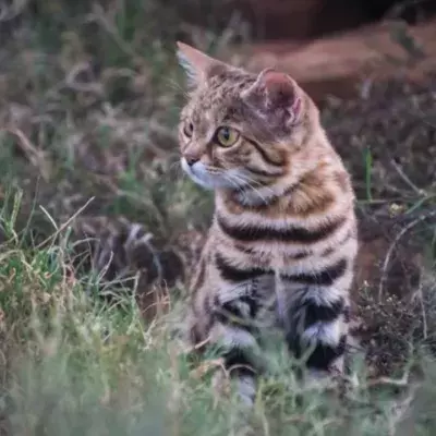 Tödlichste Katze der Welt: "Sie frisst ein Fünftel ihres Körpergewichts jeden Tag"