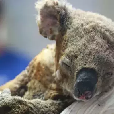 Verletzter Koala