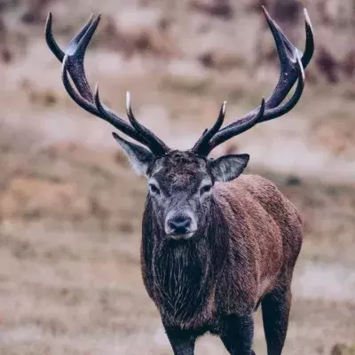 Zwei Jahre lang musste ein Hirsch in den USA mit einem Autoreifen um den Hals leben