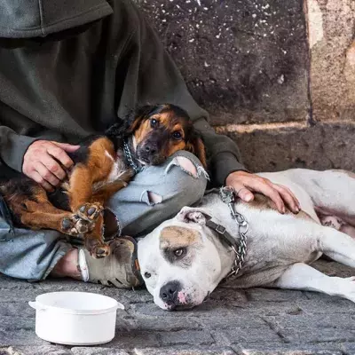Tierarzt schlägt Alarm: Was die Bettel-Banden mit ihren Hunden machen, ist widerwärtig