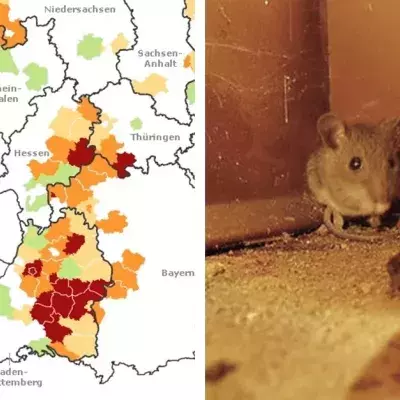 Hantavirus in Deutschland auf dem Vormarsch