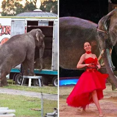 Große Aufregung um Circus Krone