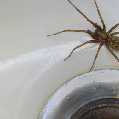 Im Herbst droht Europa eine Spinneninvasion