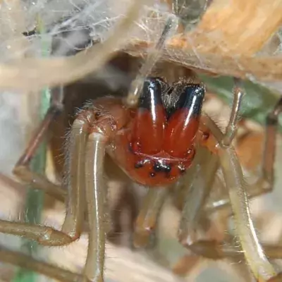 Der Deutsche Naturschutzbund warnt vor einer giftigen Spinne in Deutschland