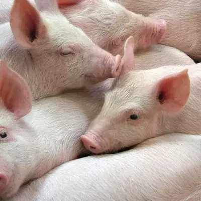 Deutschland: 900 Schweine sterben qualvoll - wegen Einbrecher