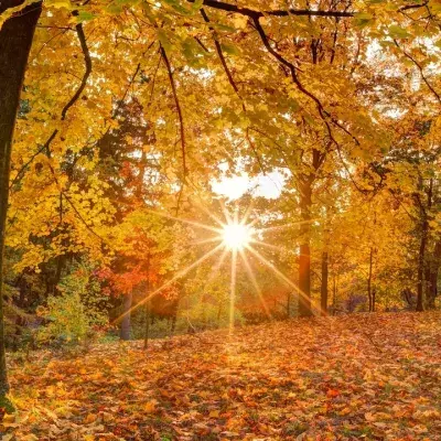 Der diesjährige November könnte der "wärmste seit Beginn der Aufzeichnungen" werden