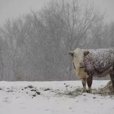 Kühe festgefroren, Kühe verendet, Brandenburg, Kälte, grausamer Tod, PETA-Klage