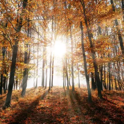 Sinkende Temperaturen: Ist es mit dem schönen Herbstwetter bald vorbei?