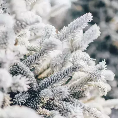 Weihnachten, Schnee, Heiligabend, Winter