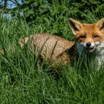 Fuchs mit Tollwut greift in einer Nacht zahlreiche Menschen an