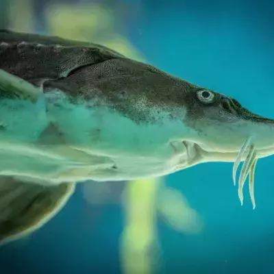 Grusel-Fisch angeschwemmt: Biologe entdeckt "lebendes Fossil"