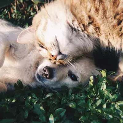 Hund, Katze, Coronavirus, Krankheit, Haustier