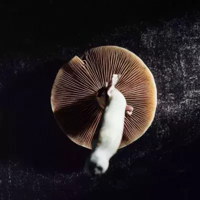 Pilze sind verboten, könnten aber bei Depressionen helfen