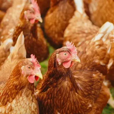 Rekordverdächtige "Peanut": Ältestes Huhn der Welt auf dem Weg ins Guinness-Buch der Rekorde?