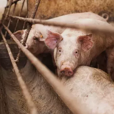 Schweine als Virenüberträger