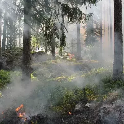 Waldbrand