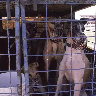 Animal Hoarding