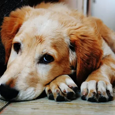 chien, animal de compagnie, chiot, couché, triste, tristesse, adorable, animal, canin, mignonne, velu, nature, chien marron, mammifère, national, chien domestique, portrait, portrait de chien