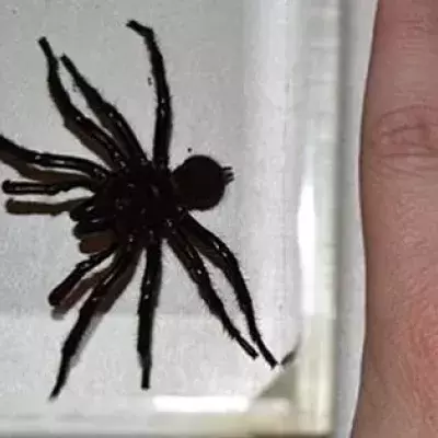 In Australien entdeckt: Biss der Colossus-Spinne hat heftige Folgen für Menschen