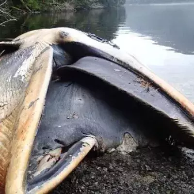 Über 300 tote Wale in einem Fjord in Patagonien gefunden