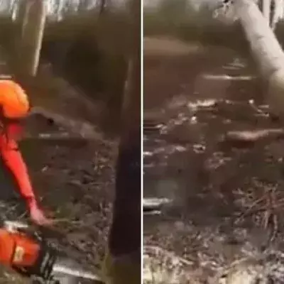 Geniale Holzfäller-Technik: Sieben Bäume auf einen Streich