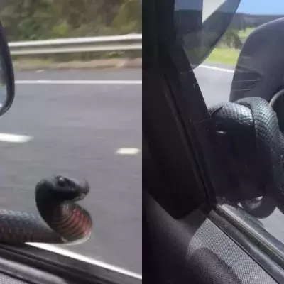 Er fährt mit seinem Auto. Plötzlich klopft eine Giftschlange an die Scheibe
